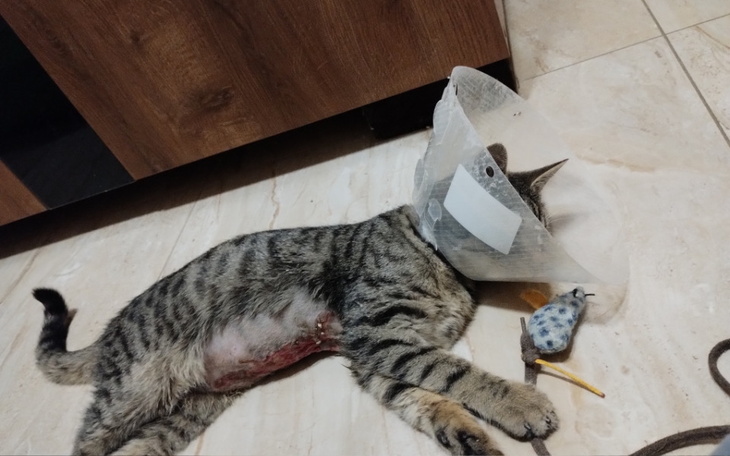 Zbiórka Ratowanie Olusia - zdjęcie główne