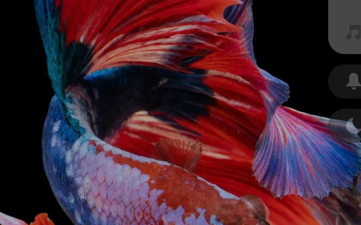 Kolorowa ryba w wodzie, z pięknymi płetwami i intensywnymi barwami.