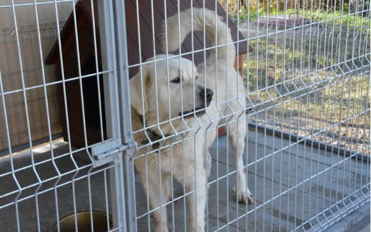 Zbiórka Schronisko dla psów - Pomóżmy! - zdjęcie główne