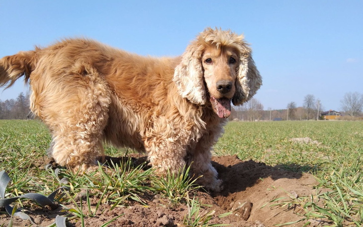 Zbiórka Na opłacenie miejsca dla Nero - zdjęcie główne