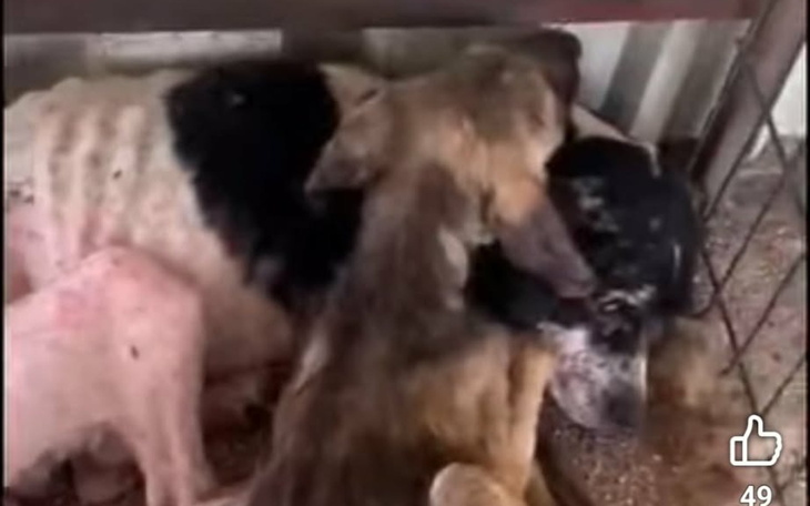 Młody piesek siedzi przy wodzy w klatce; na ekranie ruchome wideo z łapką 