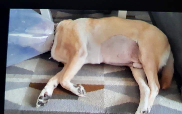 Zbiórka Wsparcie dla Maxia - zdjęcie główne