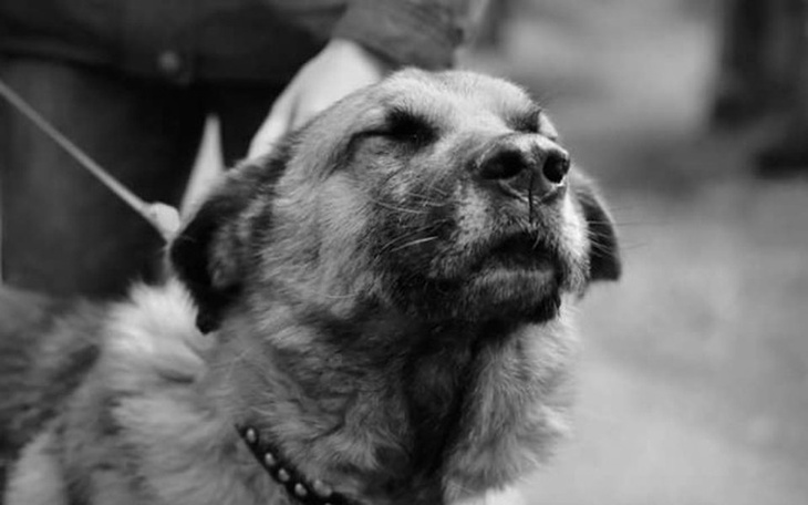 Zbiórka Nadzieja dla Jaskra - zdjęcie główne