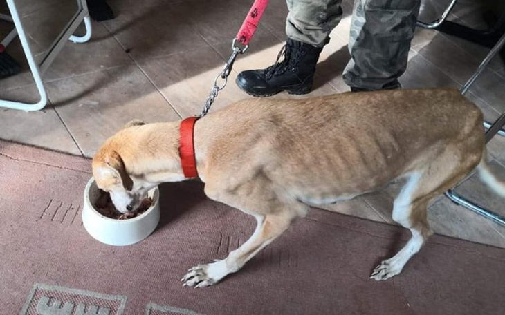 Zbiórka Charcia tragedia - zdjęcie główne