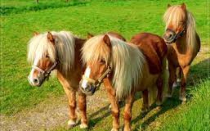 Zbiórka Zbieram kucyka dla siostry - zdjęcie główne