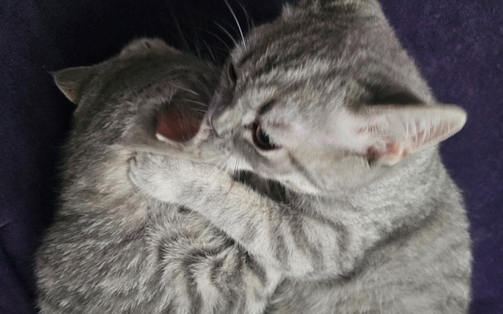 Zbiórka Kastracja i badanie kocurka. - zdjęcie główne