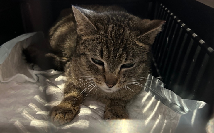 Mały dziki kot leżący w transporterze.