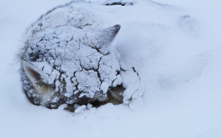 Zasypany śniegiem kot, z widoczną warstwą lodu.