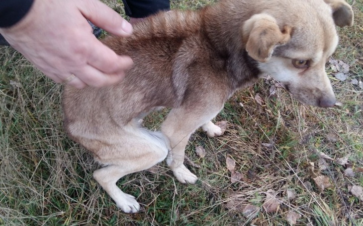 Zbiórka Jagódka - Sunia z lasu - zdjęcie główne