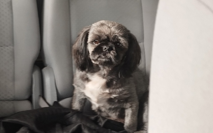 Zbiórka Na zabawki itd dla Neli - zdjęcie główne