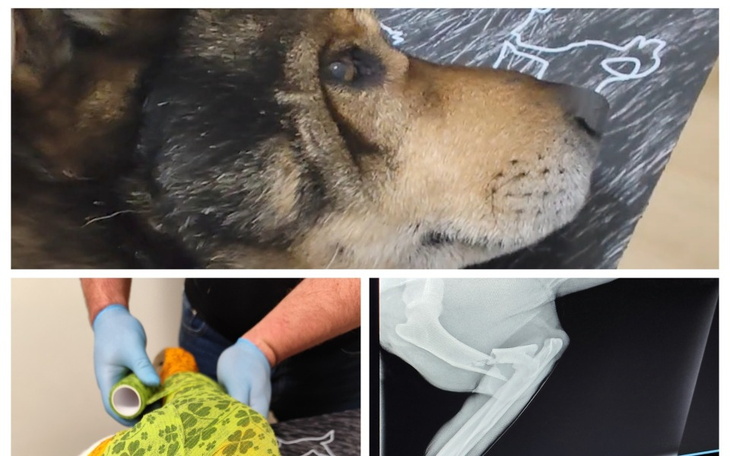 Zwierzęta w potrzebie: pies w trakcie leczenia i rehabilitacji.