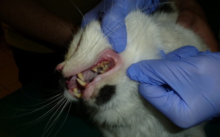 Zbiórka Koci dziadek zbiera na leczenie - zdjęcie główne