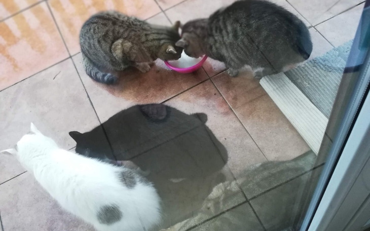 Zbiórka Kotki i piesek - zdjęcie główne