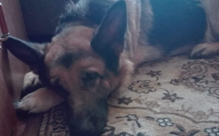 Zbiórka Bardzo chora sunia!!!!! - zdjęcie główne