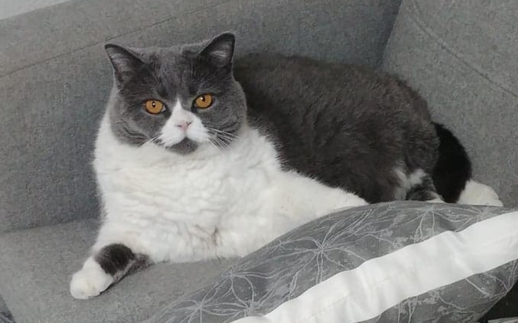 Kot leżący na szarej kanapie z poduszką.