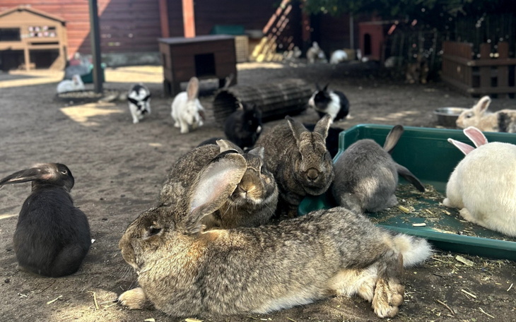 Grupa królików odpoczywających w ogrodzie.