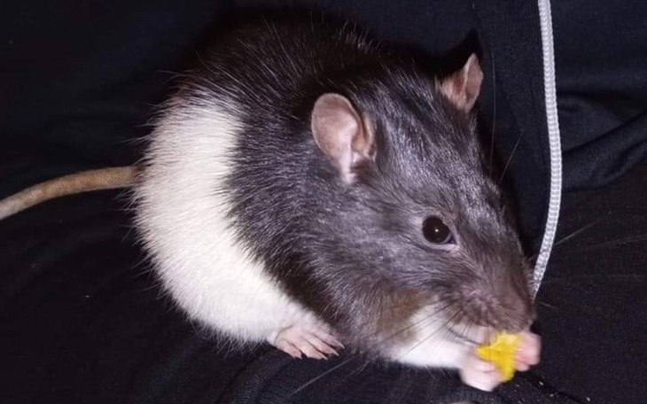 Zbiórka Operacja Monoru - zdjęcie główne