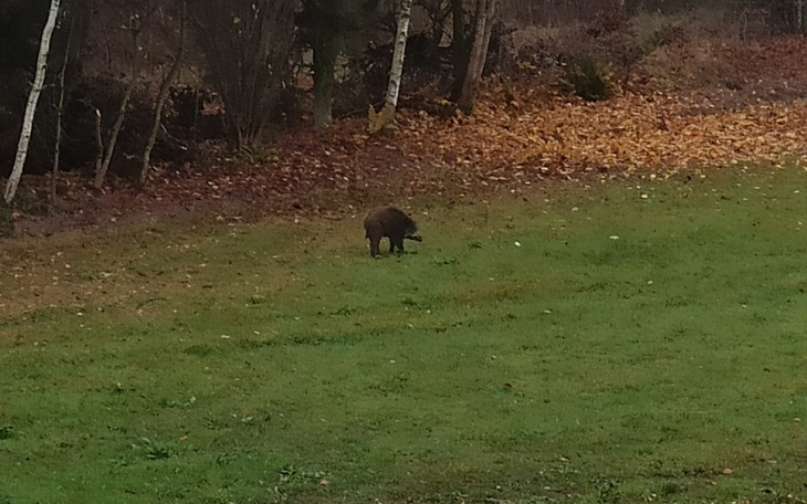 Zbiórka Zbiórka na ogrodzie i podjazd do - zdjęcie główne