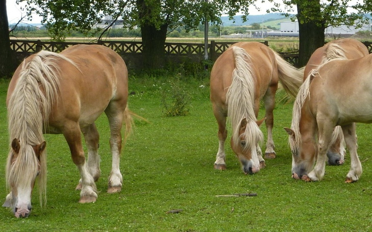 Zbiórka Zagroda edukacyjna dla dzieci - zdjęcie główne