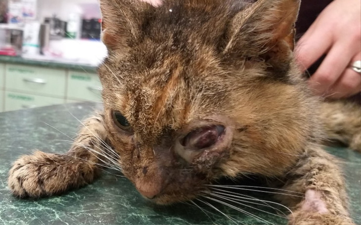 Zbiórka Iriszka - zdjęcie główne