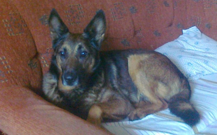 Zbiórka Karma weterynaryjna dla pupila. - zdjęcie główne