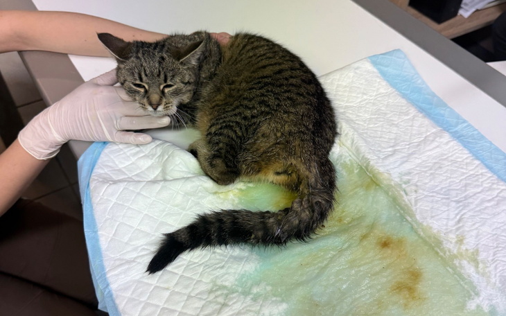 Chory kotek na stole weterynaryjnym, potrzebuje pomocy.