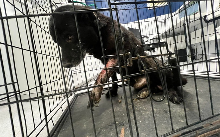 Chory pies w klatce, z raną na nodze.