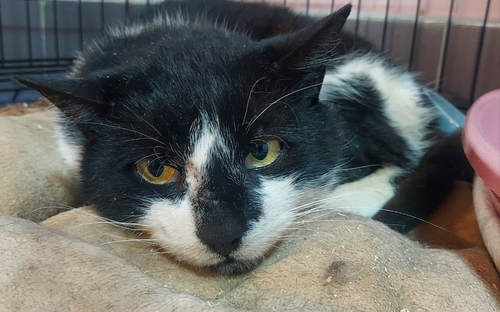 Kot leży w klatce, wygląda na zmęczonego i zrelaksowanego.