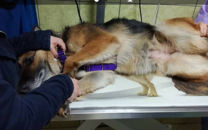 Zbiórka Życie Zuli zagrożone kolejny raz - zdjęcie główne