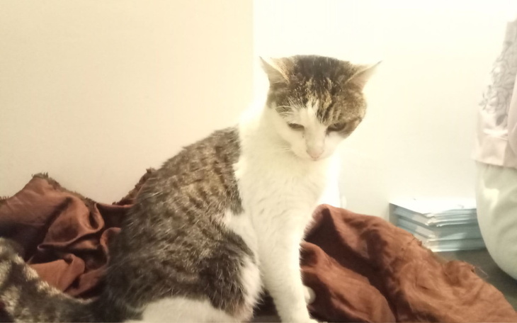 Zbiórka Zdrowe nerki Miecia - zdjęcie główne