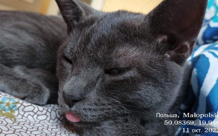 Zbiórka Leczenie kocurka Grej - zdjęcie główne