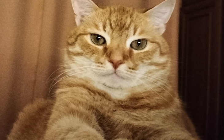 Rudy kot patrzący w obiektyw, z wyrazem pewności.