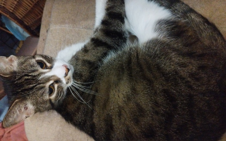 Kot leżący na kanapie, zrelaksowany i spokojny.