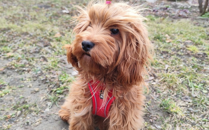 Mały piesek w czerwonej obroży, siedzący na trawie.