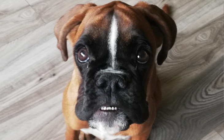 Zbiórka Artroskopia stawów u Pasji - zdjęcie główne