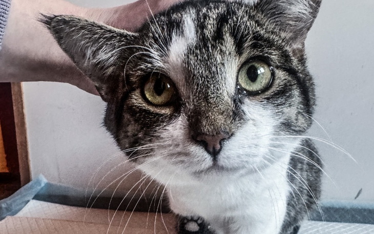 Zbliżenie na kota z dużymi, zielonymi oczami.