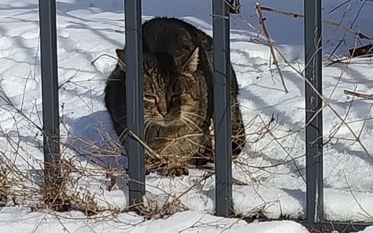 Kot siedzący na śniegu, częściowo zasłonięty przez ogrodzenie.