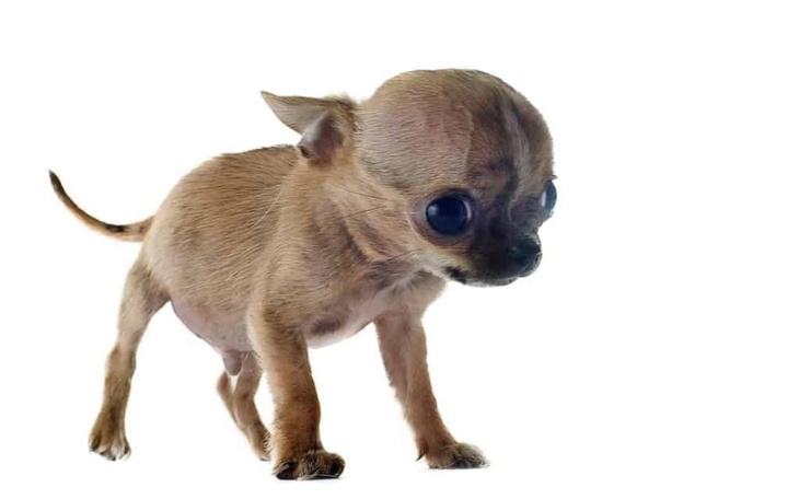 Zbiórka Kinga z wodoglowiem - zdjęcie główne