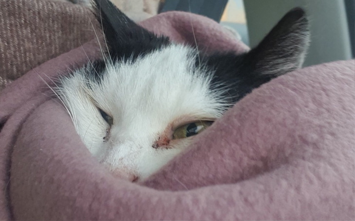 Zbiórka Aniołek - zdjęcie główne