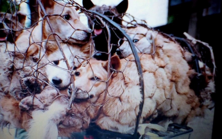 Grupa psów uwięzionych w metalowej klatce, z wyrazami smutku.