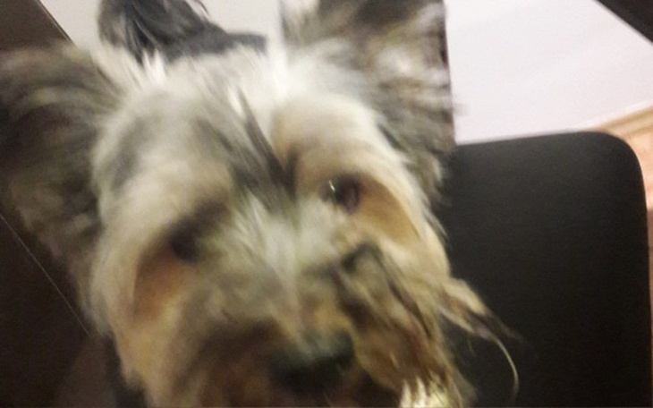 Zbiórka Zbieram na psa - zdjęcie główne