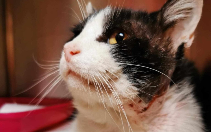 Kot z bliska, z wyrazem ciekawości na twarzy.