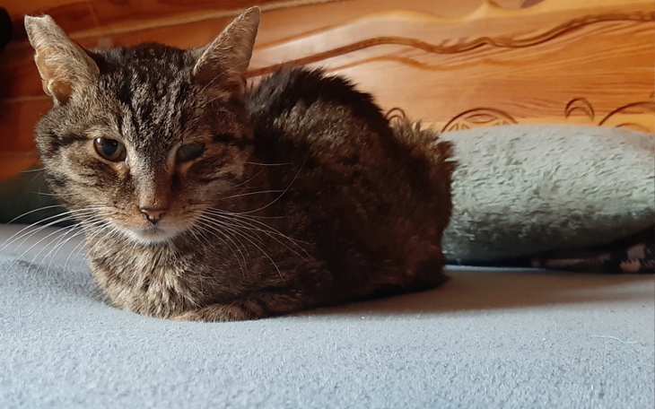 Zbiórka Pomóż mi uratować Henia. - zdjęcie główne