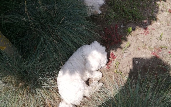 Zbiórka Pomoc zwierzetom - zdjęcie główne