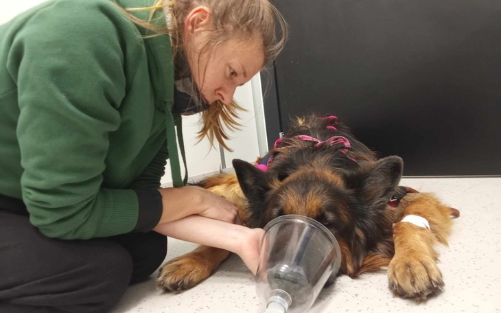 Zbiórka Ratujmy życie Milana - pilne - zdjęcie główne