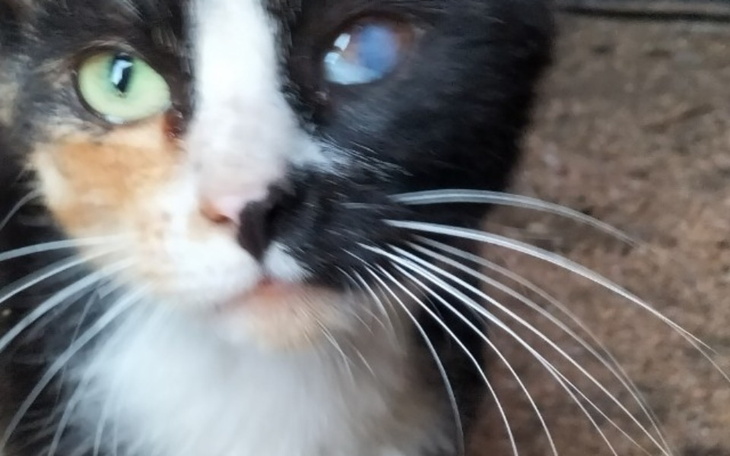 Zbiórka Sterylizacja,leczenie Boni - zdjęcie główne