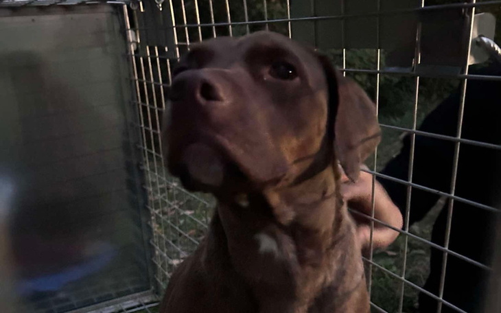 Brązowy pies patrzący przez kratki klatki.