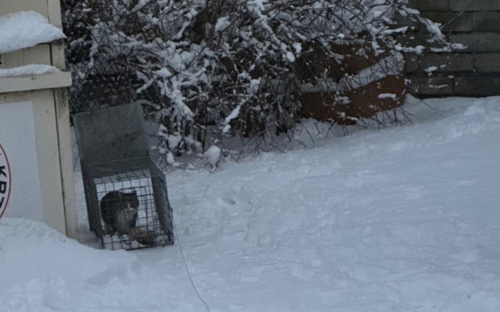 Zwierzę w klatce na śniegu, w otoczeniu zimowej scenerii.