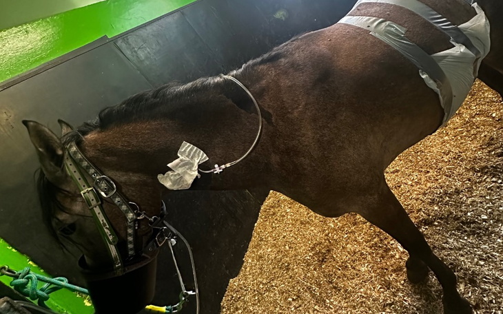 Koń w stajni, z opatrunkiem na ciele.