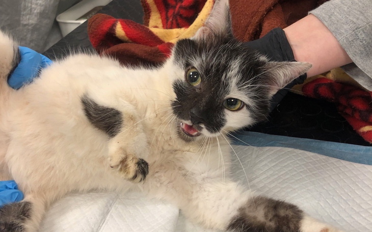 Kot z plamkami, leżący na stole w klinice weterynaryjnej.